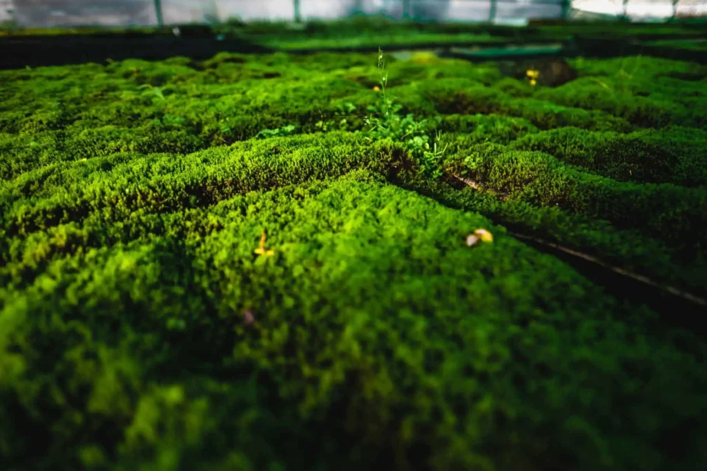 Moos-in-Mooshalle-Close-mit-Halm