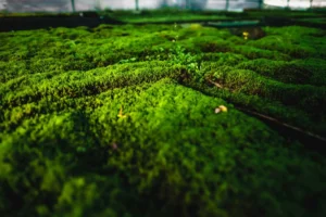 Moos-in-Mooshalle-Close-mit-Halm