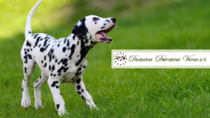 blogbeitraege-regionalheld-ddv-ev